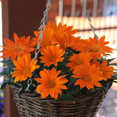 gazania-new-day-clear-orange-