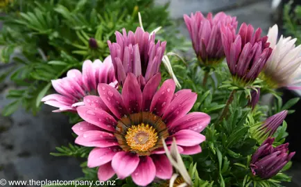 gazania-new-day-pink-shades--1