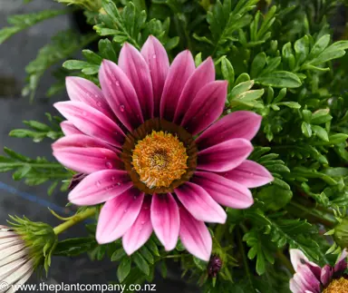 gazania-new-day-pink-shades-