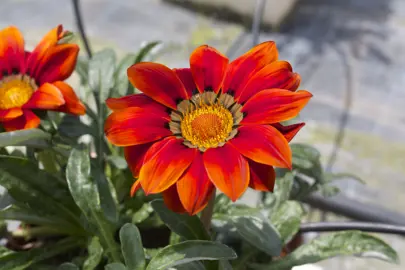 Gazania 'New Day Red Shades' red flower.