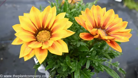 gazania-new-day-red-stripe--1