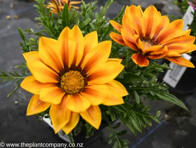 gazania-new-day-red-stripe--2