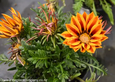 gazania-new-day-red-stripe-