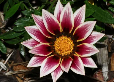 Gazania 'New Day Rose Stripe' flower.