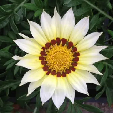 Gazania 'New Day White' flower.