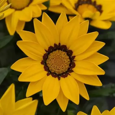 Gazania 'New Day Yellow Shades' yellow flower.