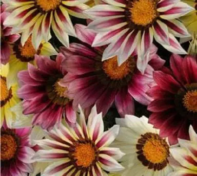 Gazania 'Strawberry Shortcake' flowers.