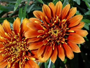 Gazania 'Sunset Jane' orange flowers.