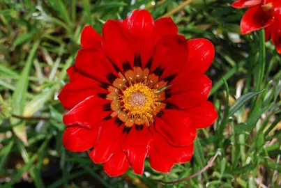 Gazania 'Takatu Red' flower.