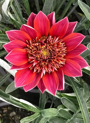 Gazania Velvet Belle red flower.