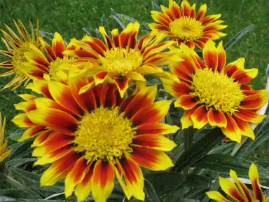 Gazania 'Vesuvius' yellow and orange flower.