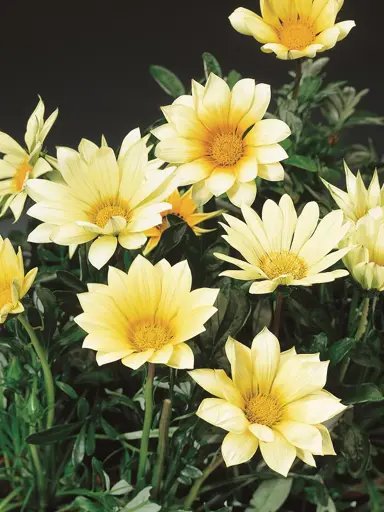 gazania-wild-vanilla-