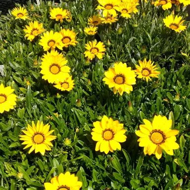 gazania-yellow-