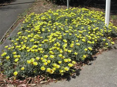 gazania-yellow-1