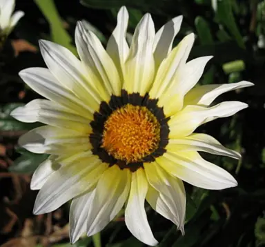 gazania-kiss-frosty-white-1