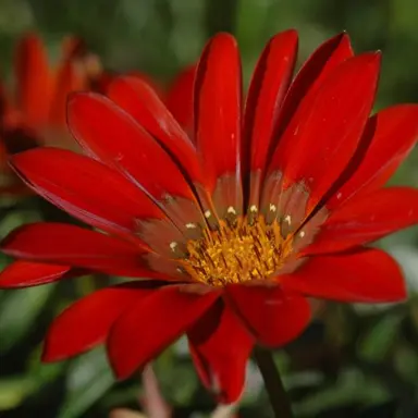 gazania-brick-red-