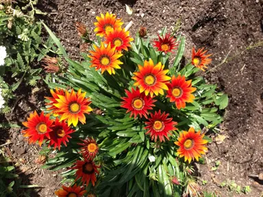 gazania-brick-red-1