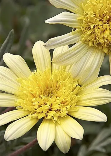 gazania-lemon-star-