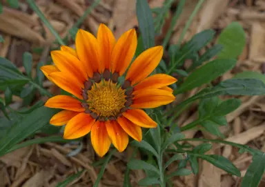 gazania-new-day-bronze-shades-