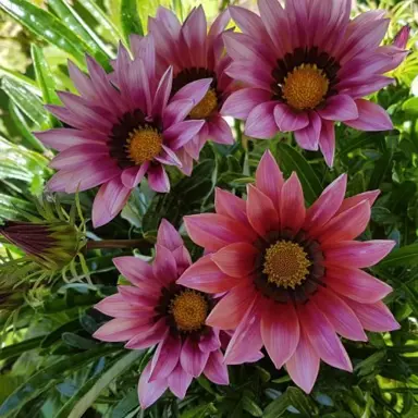 gazania-kiss-rose-2