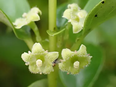 Geniostoma ligustrifolium green flowers and foliage.