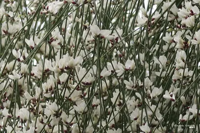 Genista monosperma plants with masses of white flowers.