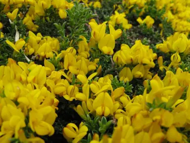 Genista pilosa 'Vancouver Gold' plant with yellow flowers.