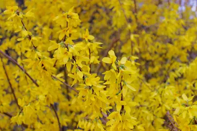 Genista pilosa plant with yellow flowers.