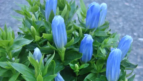 Gentiana 'Blue Magic' plant with blue flowers and green foliage.