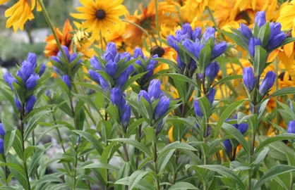 Gentiana 'Marsha' plants with blue flowers and green foliage.