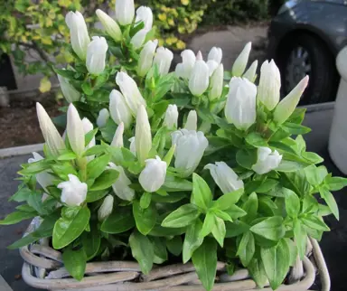 Gentiana 'White Magic' plants with white flowers.