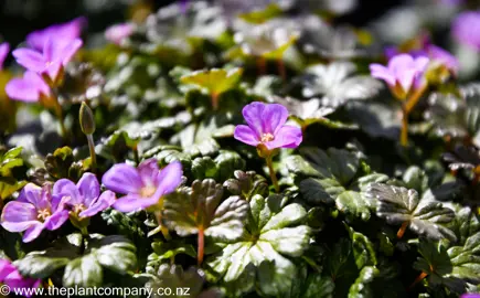 geranium-bertie-crug--1