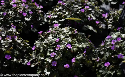 geranium-bertie-crug--2