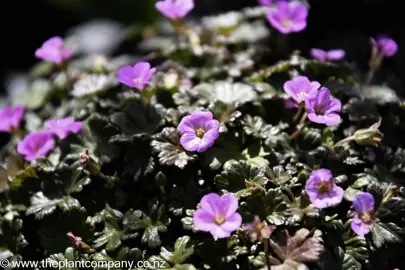 geranium-bertie-crug--3