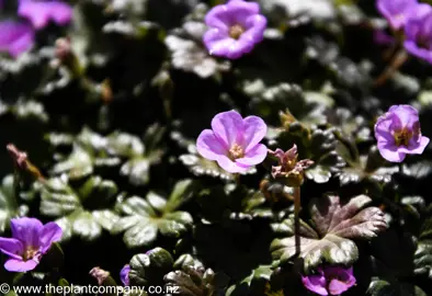 geranium-bertie-crug-