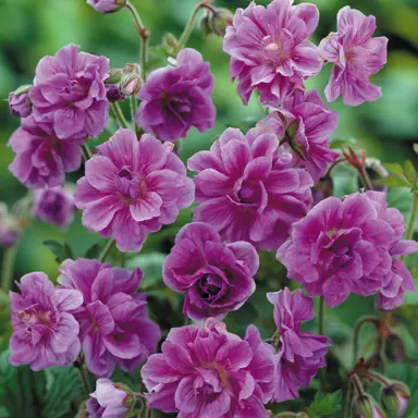 Geranium 'Birch Double' dark pink flowers.