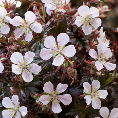 Geranium 'Black n White' plant with white flowers and dark purple-green foliage.