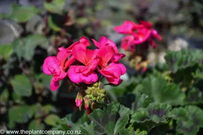 pelargonium-dark-delight-hot-pink--1