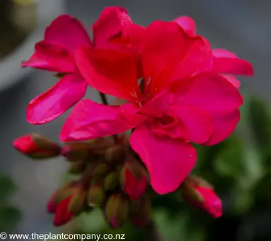 pelargonium-dark-delight-hot-pink--2