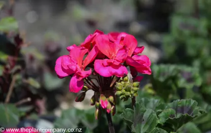 pelargonium-dark-delight-hot-pink-