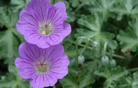 geranium-harveyi--1