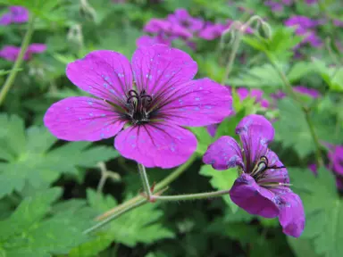 Geranium himalayense 'Gravetye' plant with pink flowers.