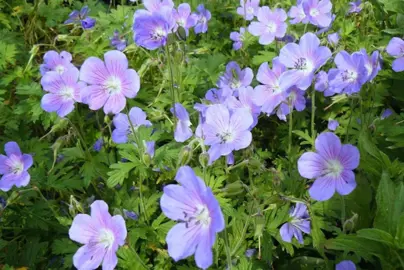 Geranium himalayense 'Irish Blue' plant with blue flowers.