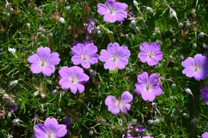 Geranium incanum plant with pink flowers and green foliage.