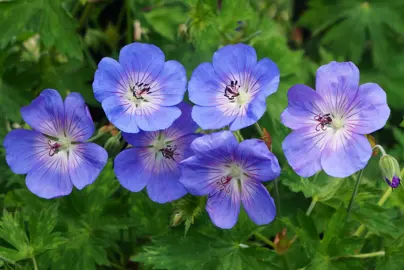 Geranium 'Johnson's Blue' plant with elegant blue flowers.