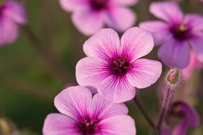 geranium-maderense-