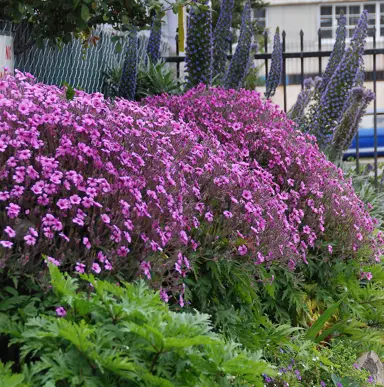 geranium-maderense-1