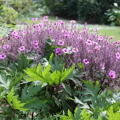 geranium-maderense-3