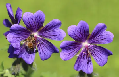 Geranium magnificum purple-blue flowers.