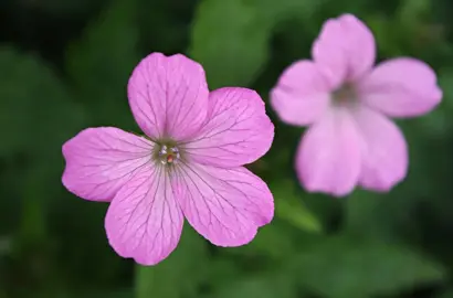 Geranium 'Mavis Simpson' pink flowers.